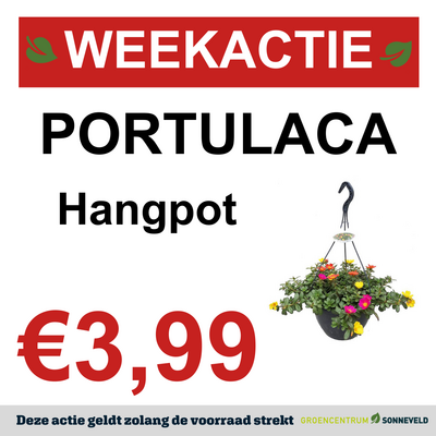 Portulaca