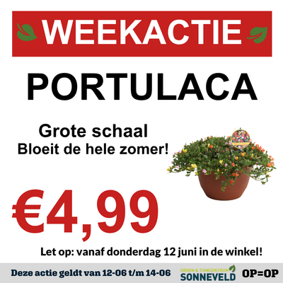 Portulaca