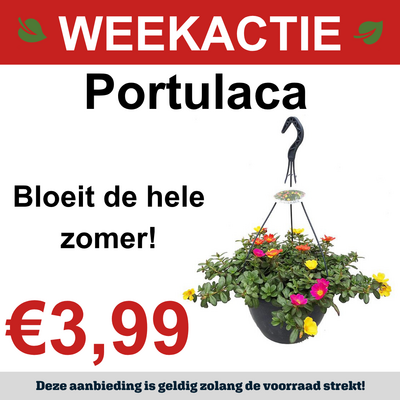 Portulaca