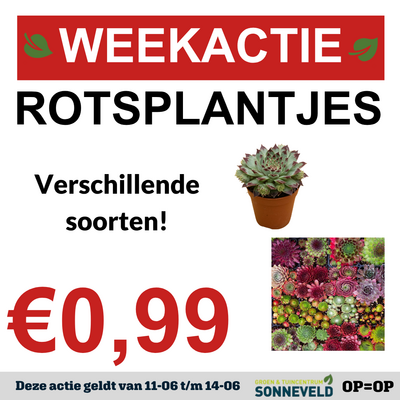 Rotsplantjes