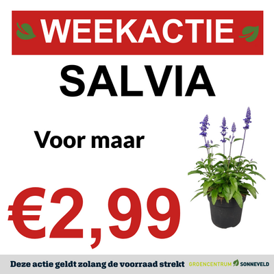 Salvia