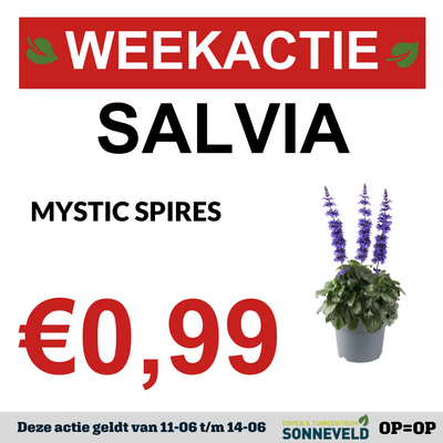 salvia