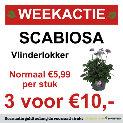 SCABIOSA