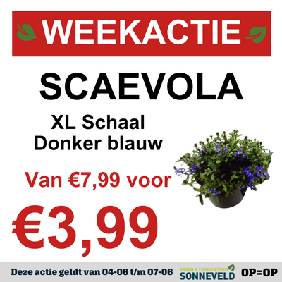 Scaevola