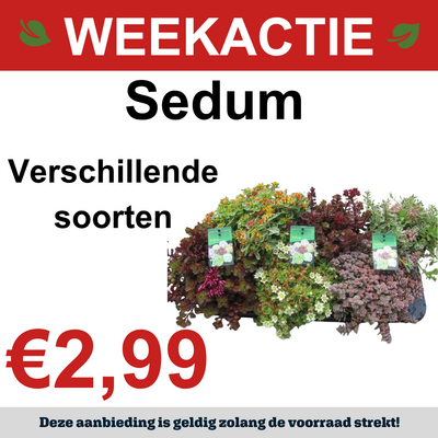Sedum
