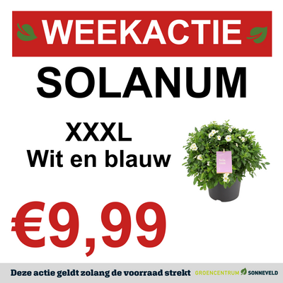 Solanum