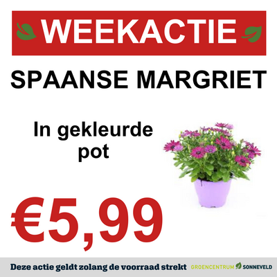 SPAANSE MARGRIET