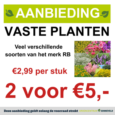 Vaste Planten