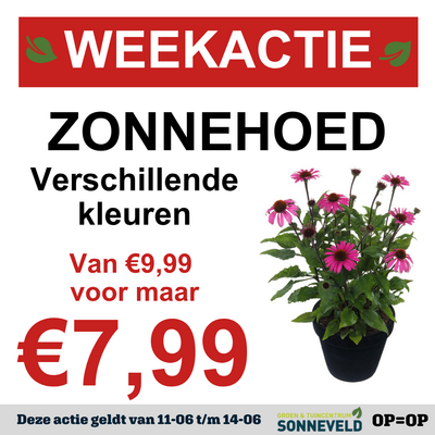 Zonnehoed