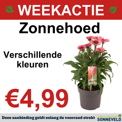 Zonnehoed