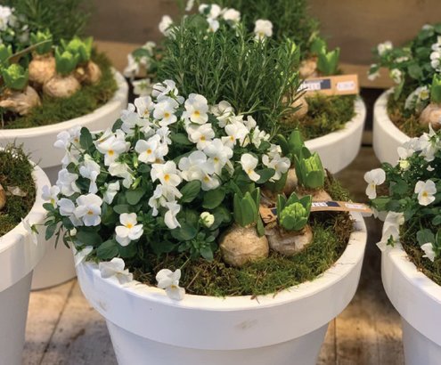 plantenarrangementen kopen