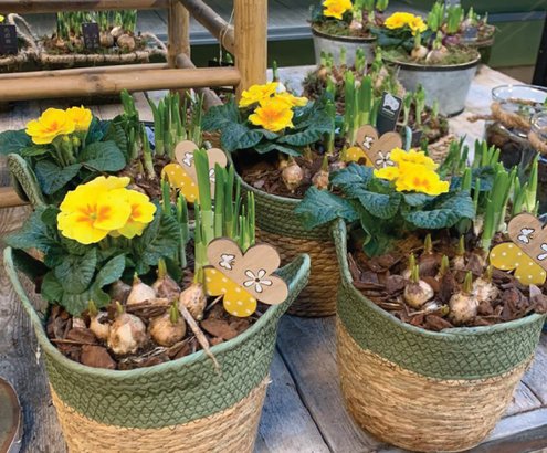 Plantenarrangementen