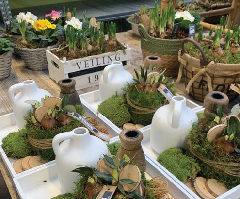 Plantenarrangementen