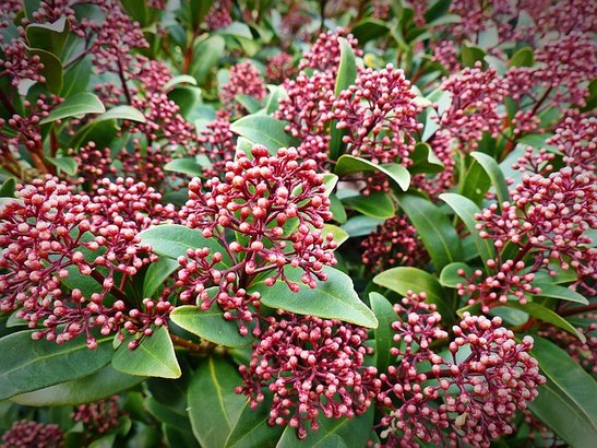 tuinplanten kopen Sonneveld