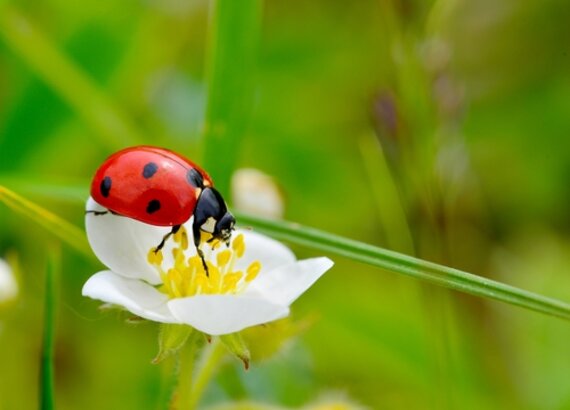 Insecten en slakken