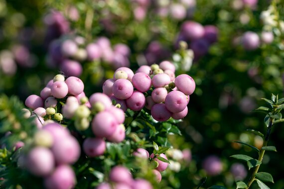 Gaultheria