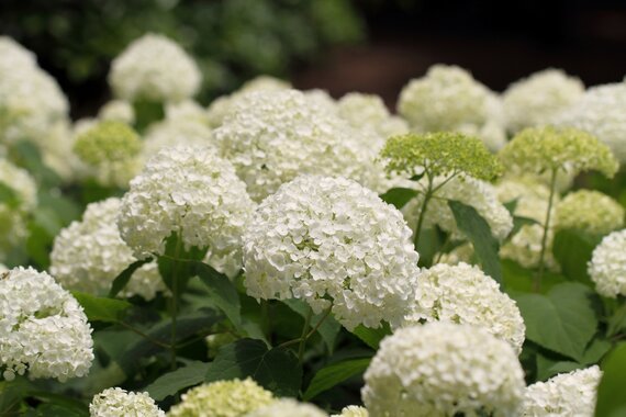 Hortensia's