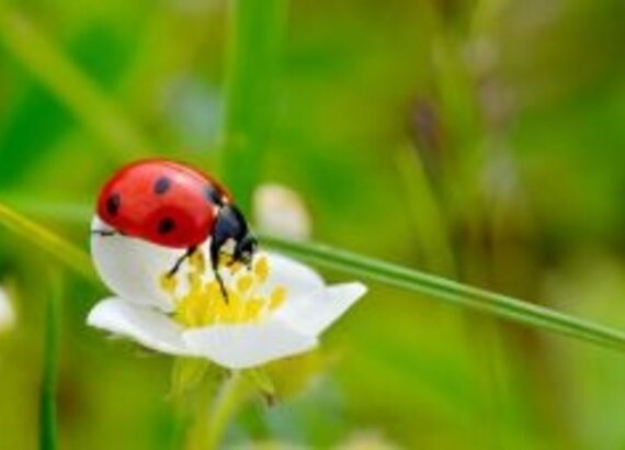 Insecten en slakken