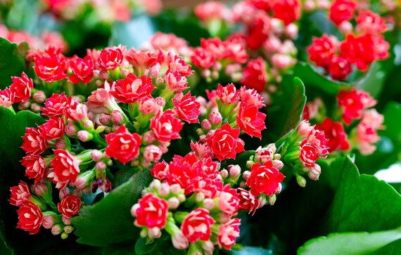 Kalanchoë