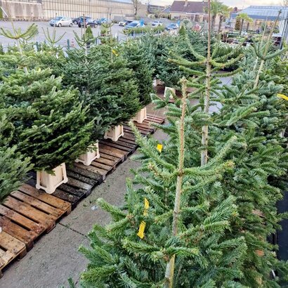 Kerstbomen