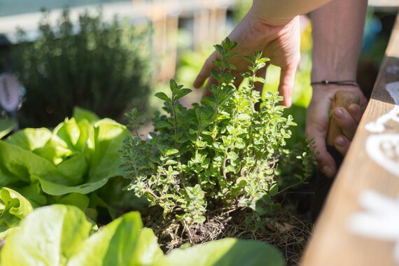 Moestuin