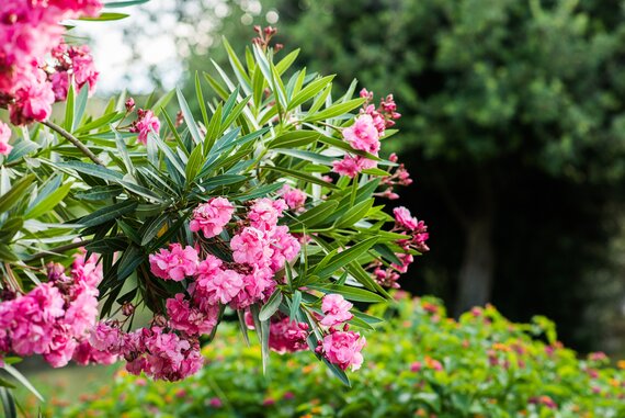 Oleander