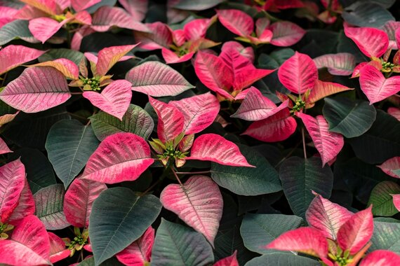Poinsettia