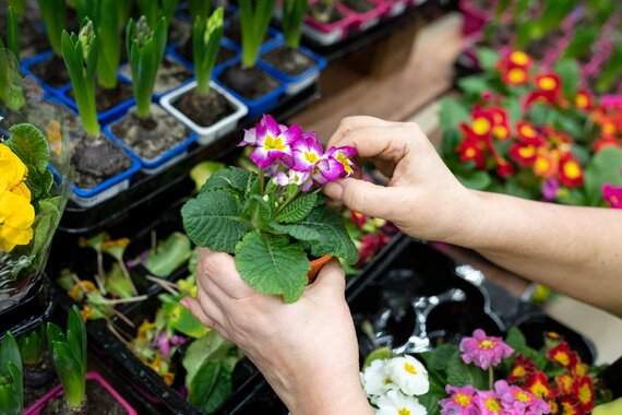 Primula