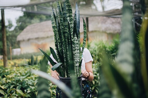 Sansevieria
