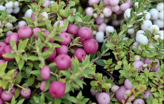 Tuinplanten