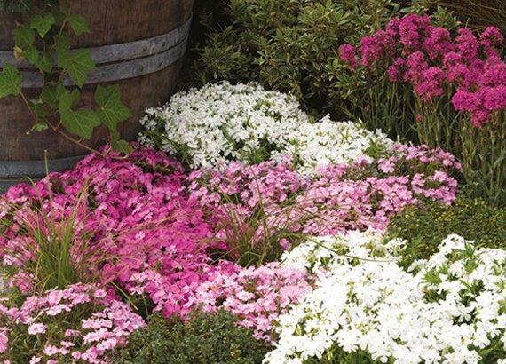 Vaste planten in Sonneveld